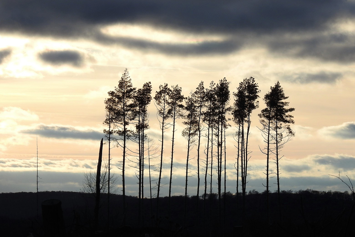 Gewöhnliche Fichten nach Orkan Kyrill, Trockenheit und Borkenkäfer-Befall in Nordrhein-Westfalen, (c) Sonja Klein/NABU-naturgucker.de