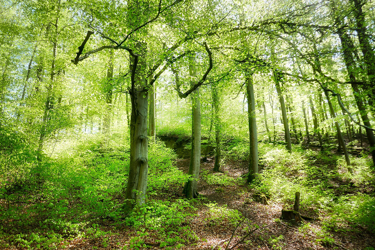 Buchenwald in Hessen im Frühling, (c) Hubertus Schwarzentraub/NABU-naturgucker.de