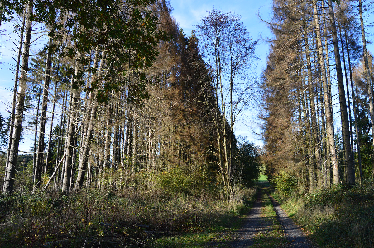 Geschädigte und abgestorbene Fichten in Rheinland-Pfalz, (c) Elke Sinaga/NABU-naturgucker.de