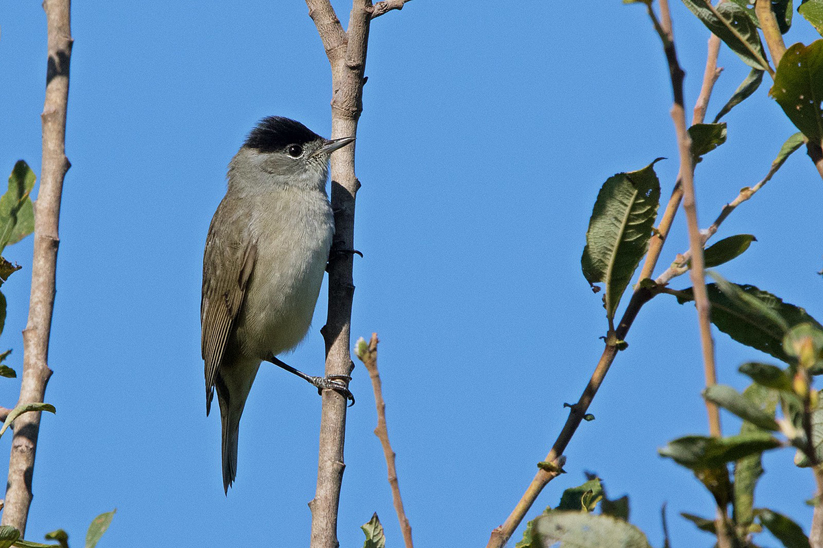 Mönchsgrasmücke im Herbst in Hessen, (c) Roland Tichai/NABU-naturgucker.de