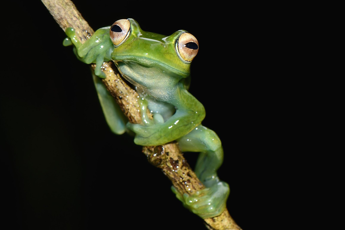 Boophis septentrionalis, (c) Werner Bartsch/NABU-naturgucker.de