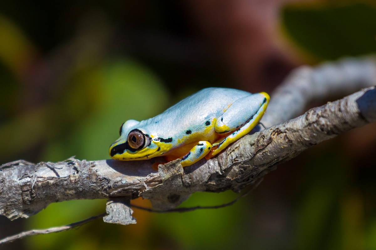 Madagaskar-Riedfrosch, (c) Volker Siegel/NABU-naturgucker.de