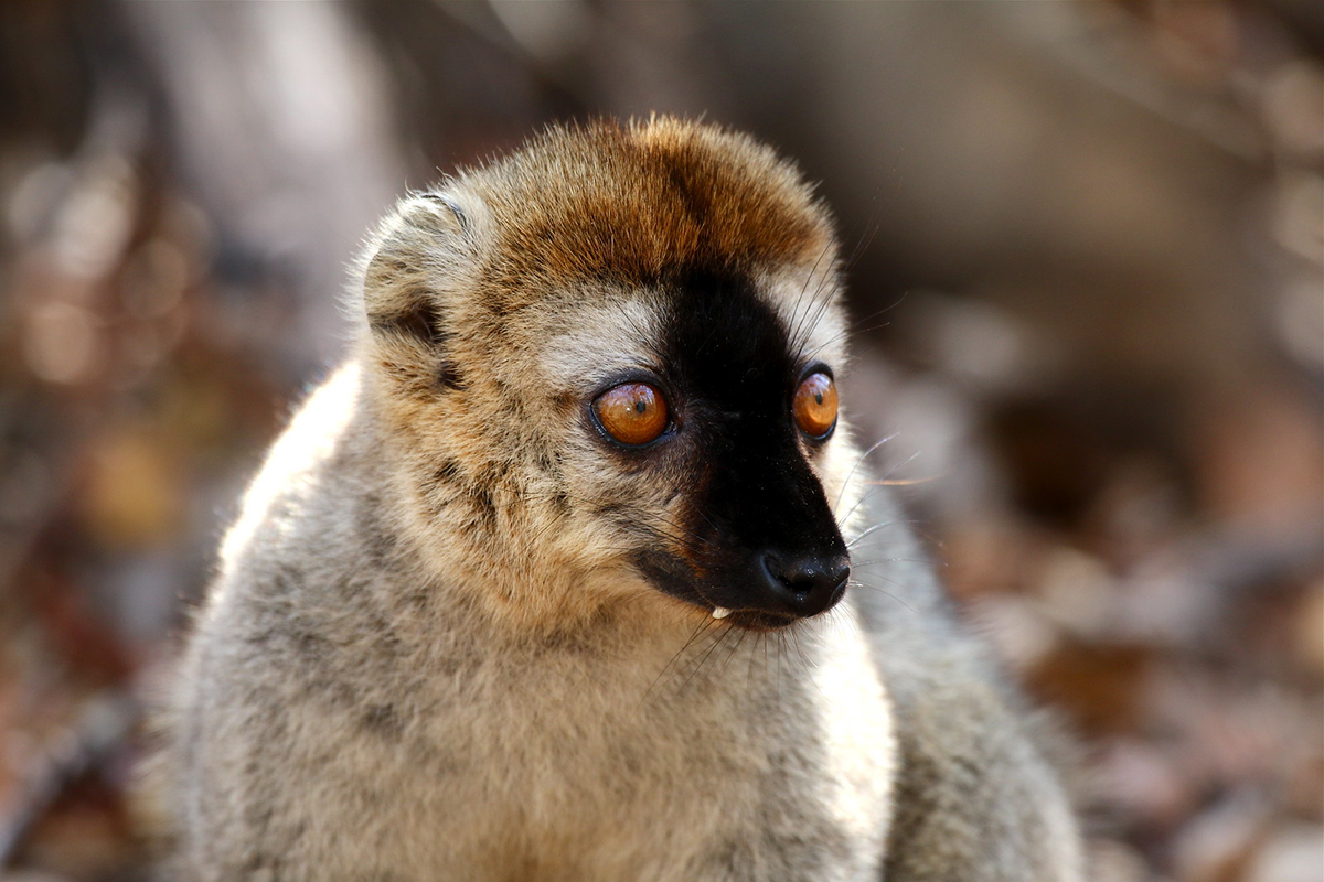 Schwarzkopfmaki, (c) Wolfgang Patczowsky/NABU-naturgucker.de