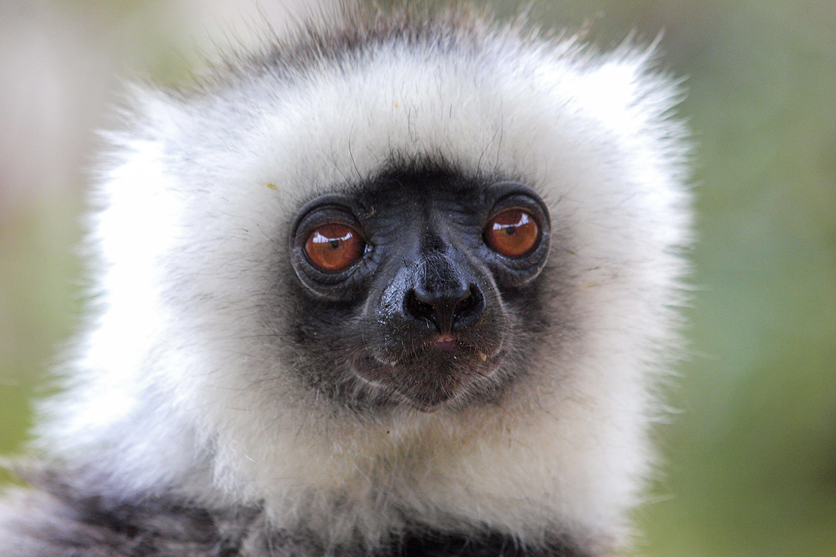 Diademsifaka, (c) Winfried Rusch/NABU-naturgucker.de