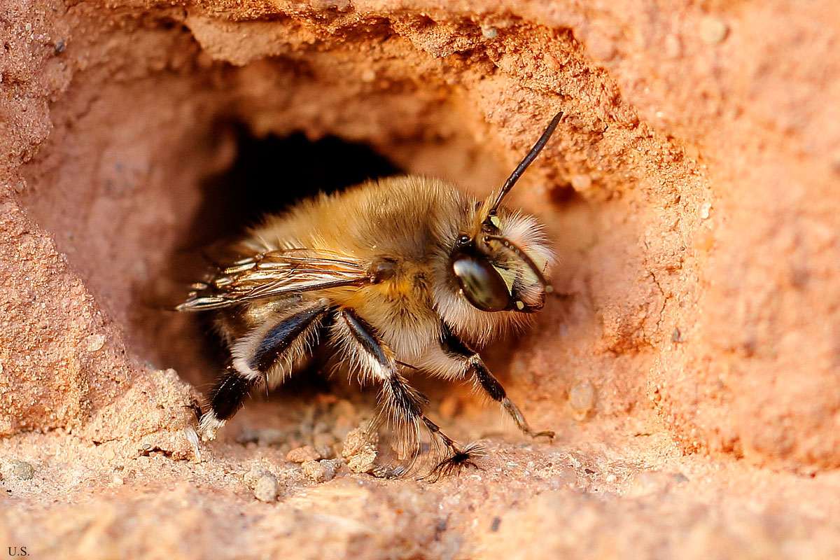 Frühlings-Pelzbiene (Anthophora plumipes), (c) Ursula Spolders/NABU-naturgucker.de