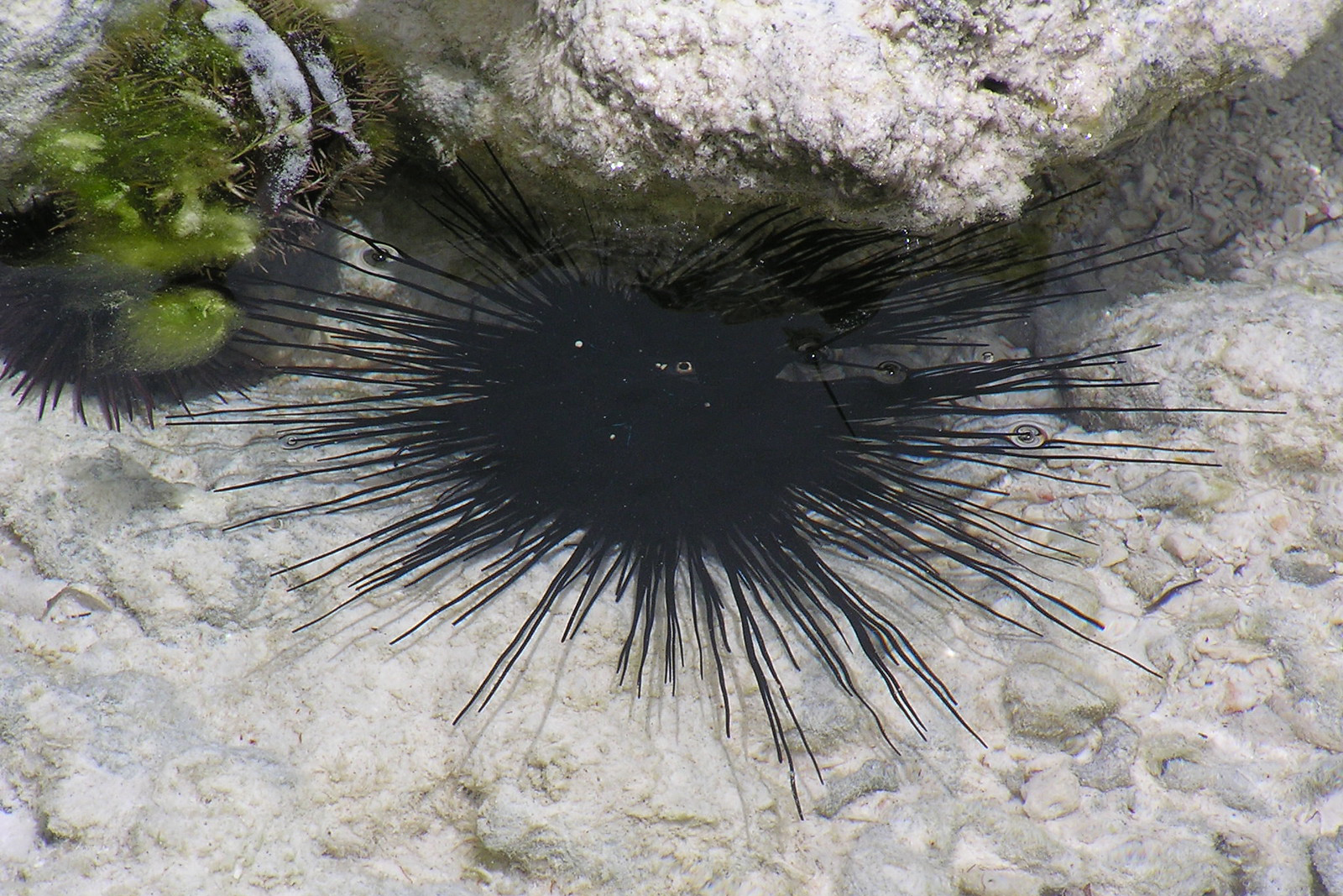 Gewöhnlicher Diademseeigel (Tansania, 2021), (c) Dieter Schneider/NABU-naturgucker.de