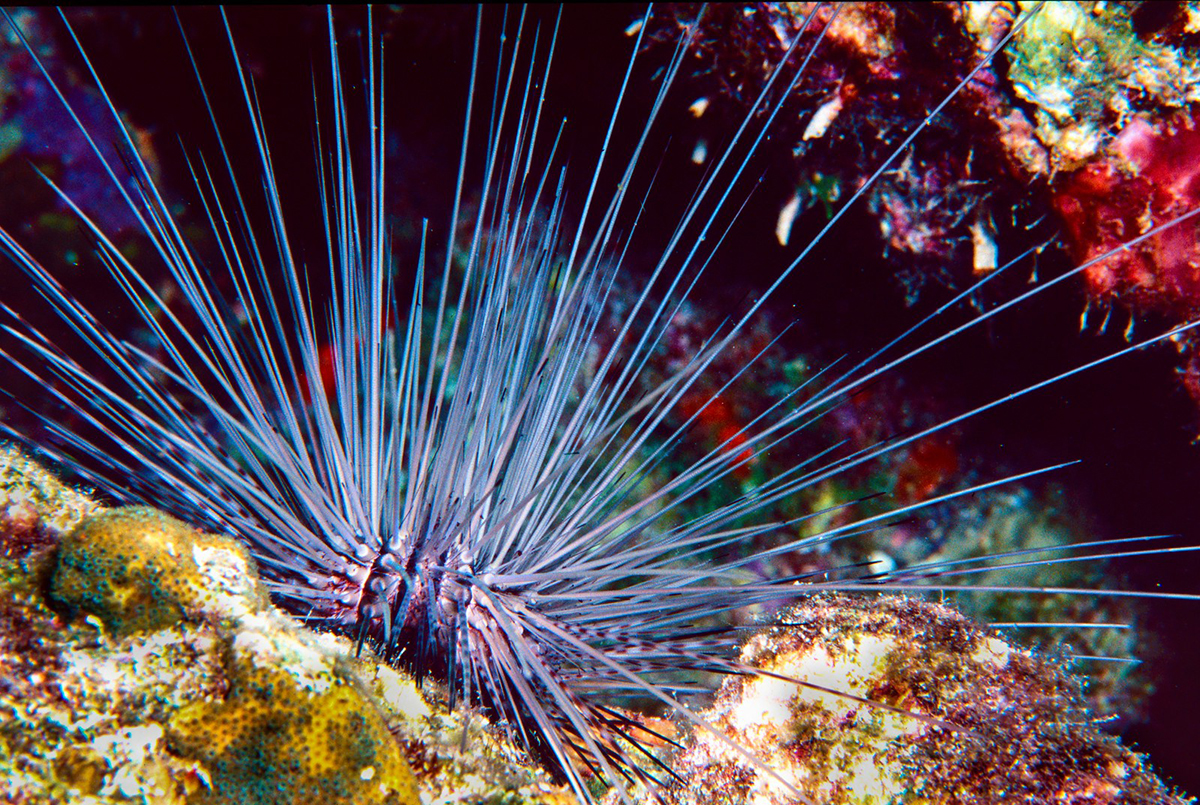 Diadema antillarum (Niederländische Antillen, 2001), (c) Volker Siegel/NABU-naturgucker.de