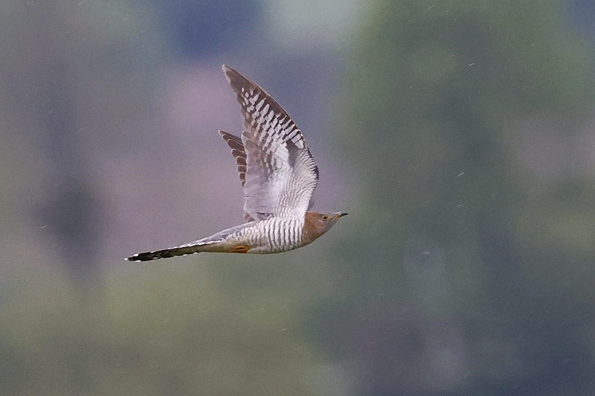 Langstreckenzieher: Kuckuck, (c) Ulrich Köller/NABU-naturgucker.de