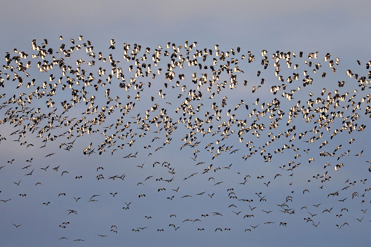 Kurzstreckenzieher: Kiebitz, hier rund 3.000, (c) Jürgen Podgorski/NABU-naturgucker.de