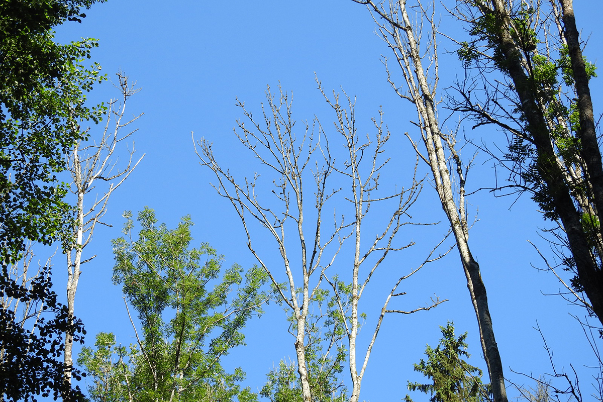 Abgestorbene Gewöhnliche Eschen, (c) Carolin Zimmermann/NABU-naturgucker.de