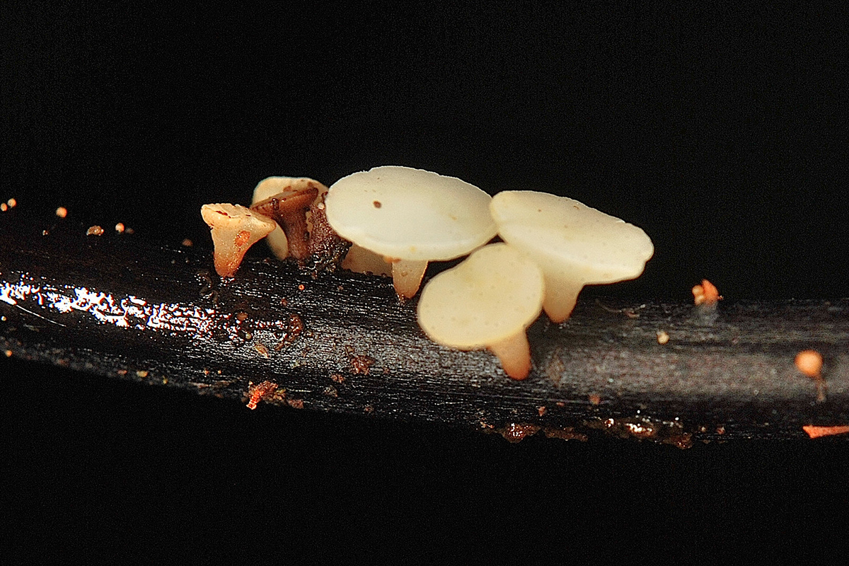 Falsches Weißes Stängelbecherchen, (c) Dieter Gschwend/NABU-naturgucker.de