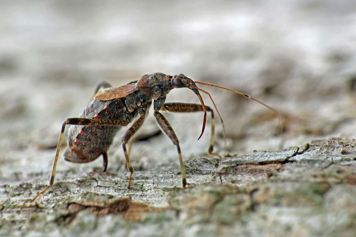 Flügellose Sichelwanze (Himacerus apterus), (c) Gerwin Bärecke/NABU-naturgucker.de