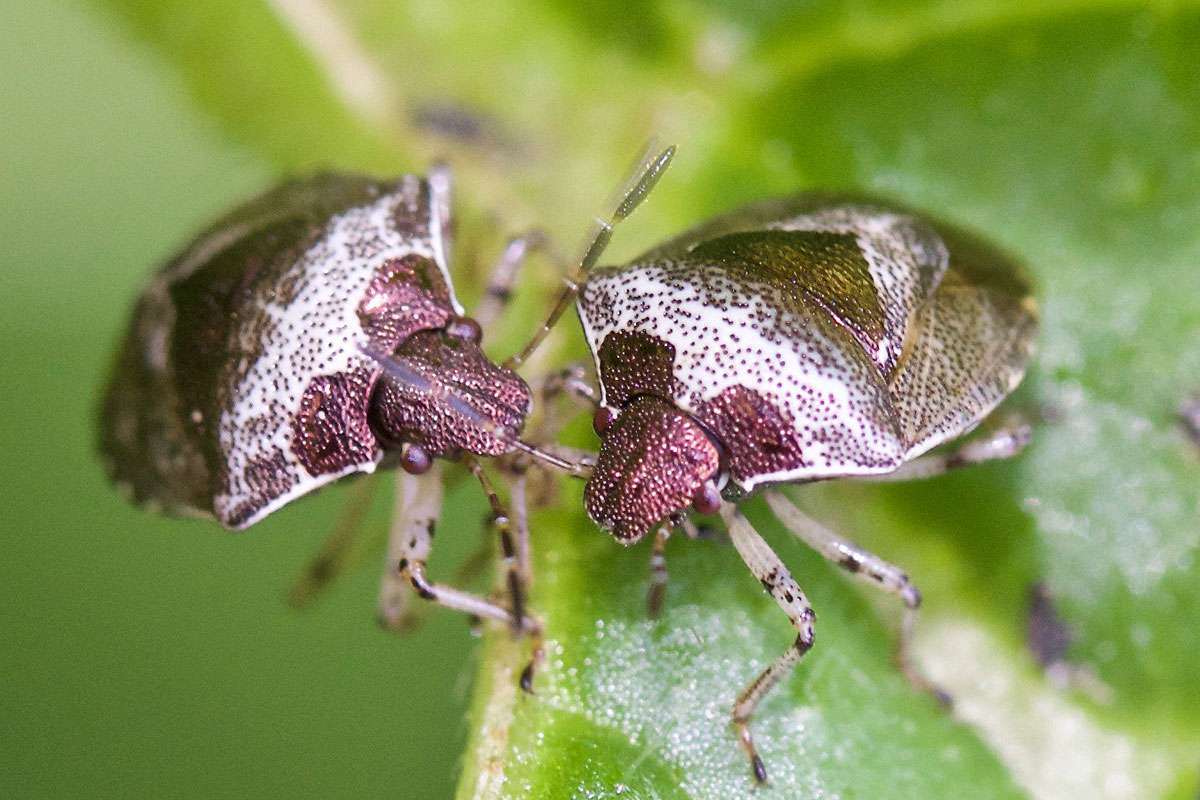 Zwei Schillerwanzen (Eysarcoris venustissimus), (c) Monika Waldhelm/NABU-naturgucker.de