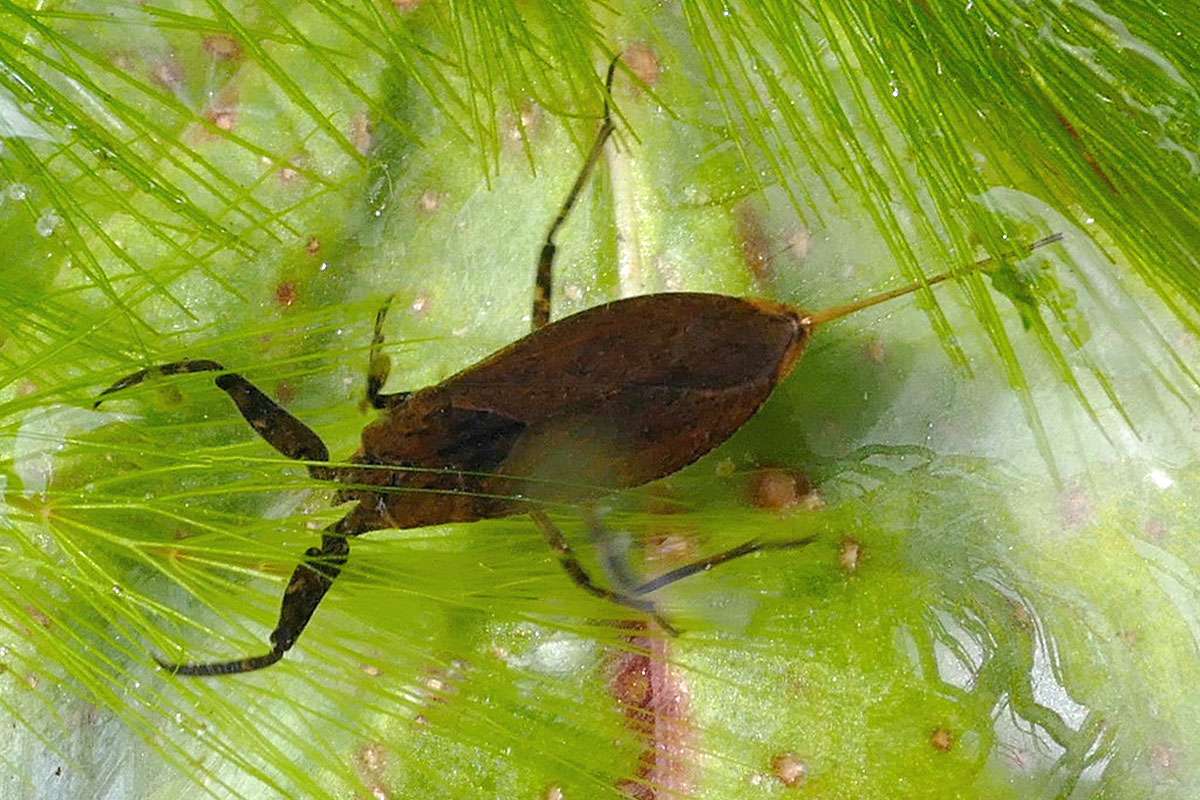 Wasserskorpion (Nepa cinerea), (c) Joachim Das/NABU-naturgucker.de