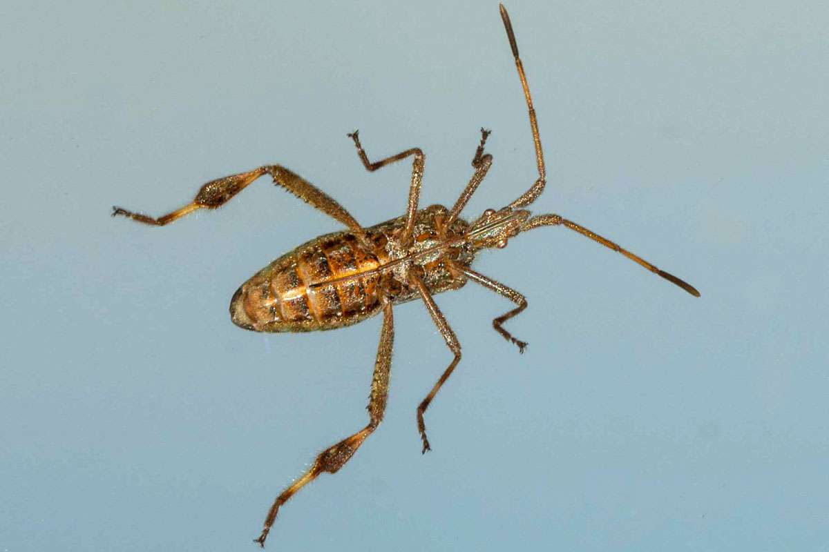 Wanzen-Neozoon: Amerikanische Kiefernwanze (Leptoglossus occidentalis), (c) Ursula Gönner/NABU-naturgucker.de