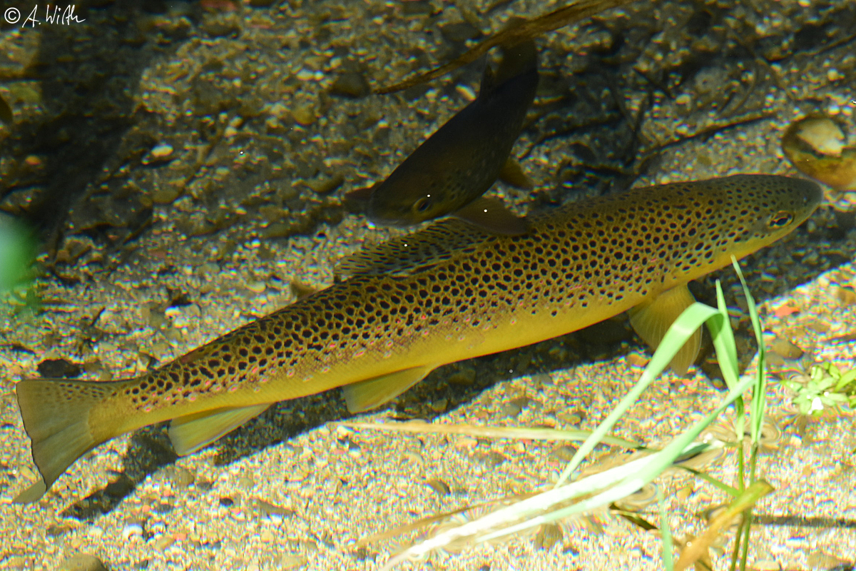 Bachforelle, (c) Alexander Wirth/NABU-naturgucker.de