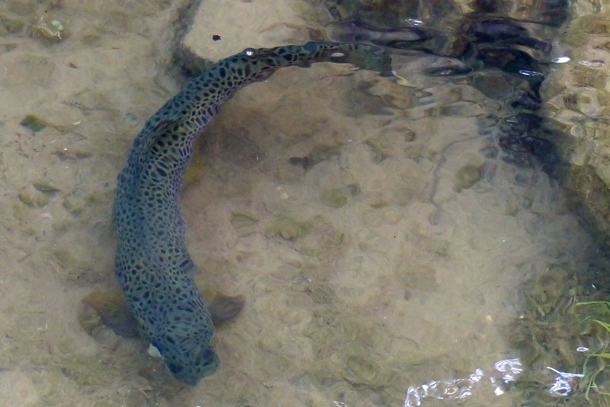 Bachforelle, (c) Antje Pews/NABU-naturgucker.de