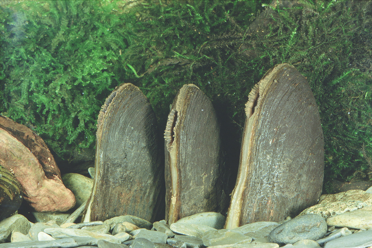 Flussperlmuscheln, (c) Natural England/Michael Hammett 1996
