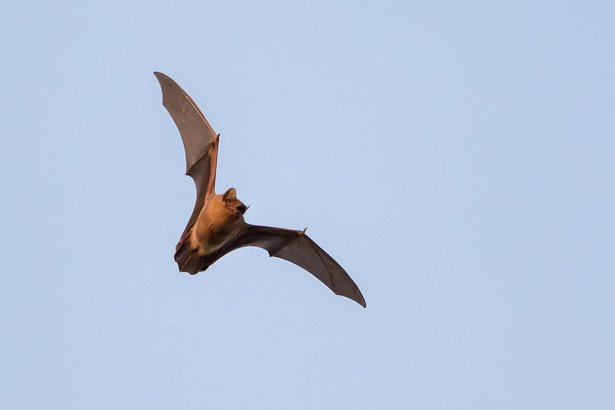 Großer Abendsegler, (c) Andreas Stern/NABU-naturgucker.de