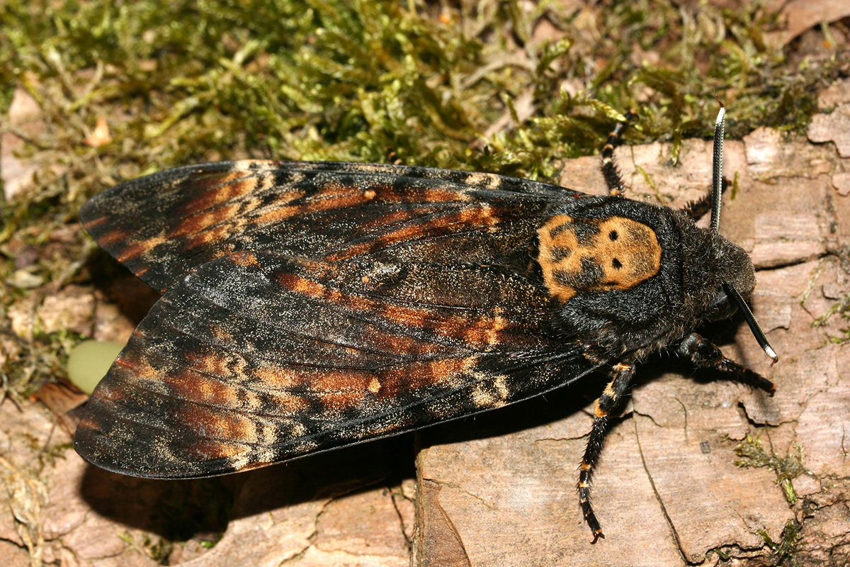 Totenkopfschwärmer, (c) Oskar Jungklaus/NABU-naturgucker.de