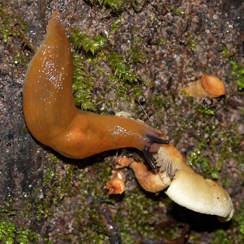 Pilzschnegel, (c) Hans Schwarting/NABU-naturgucker.de