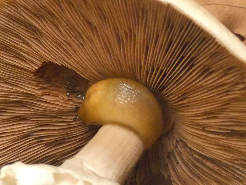 Pilzschnegel auf der Unterseite eines Pilzhutes, (c) Béla Sebestyén/NABU-naturgucker.de