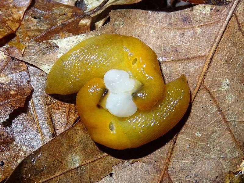Pilzschnegel bei der Paarung, (c) Andre Fischer/NABU-naturgucker.de