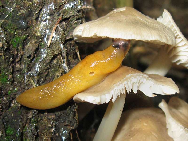 Pilzschnegel, (c) Gaby Schulemann-Maier/NABU-naturgucker.de