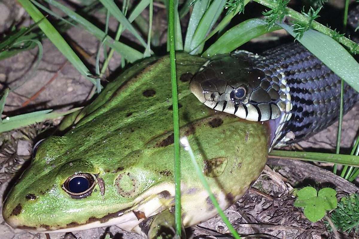 Ringelnatter (Natrix sp.) verschlingt Teichfrosch (Pelophylax esculentus), (c) Jürgen Stanzel/NABU-naturgucker.de