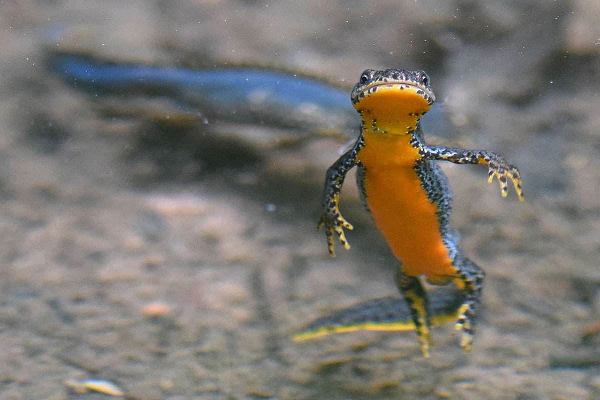 Bergmolch (Ichthyosaura alpestris)
(c) Ina Siebert/NABU-naturgucker.de
