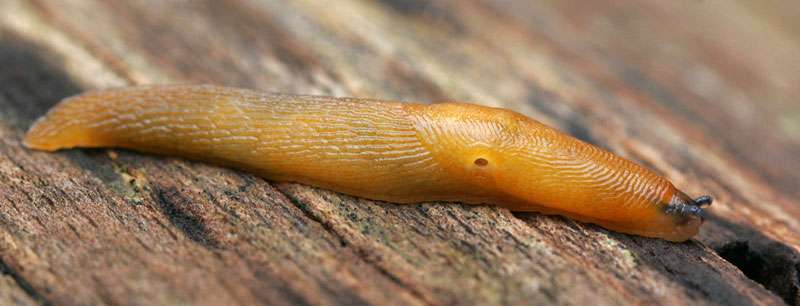 Pilzschnegel, (c) Gordon McKay/NABU-naturgucker.de