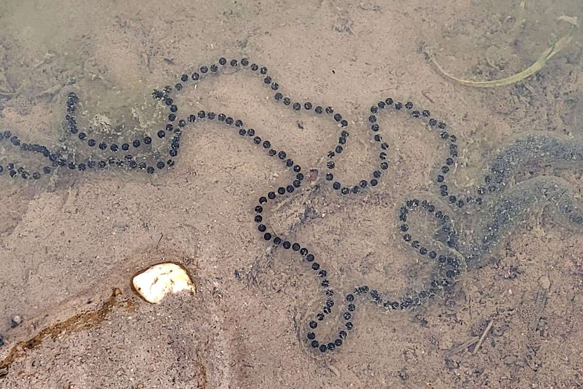 Laichschnüre der Kreuzkröte (Epidalea calamita), (c) Reinhard Richter/NABU-naturgucker.de