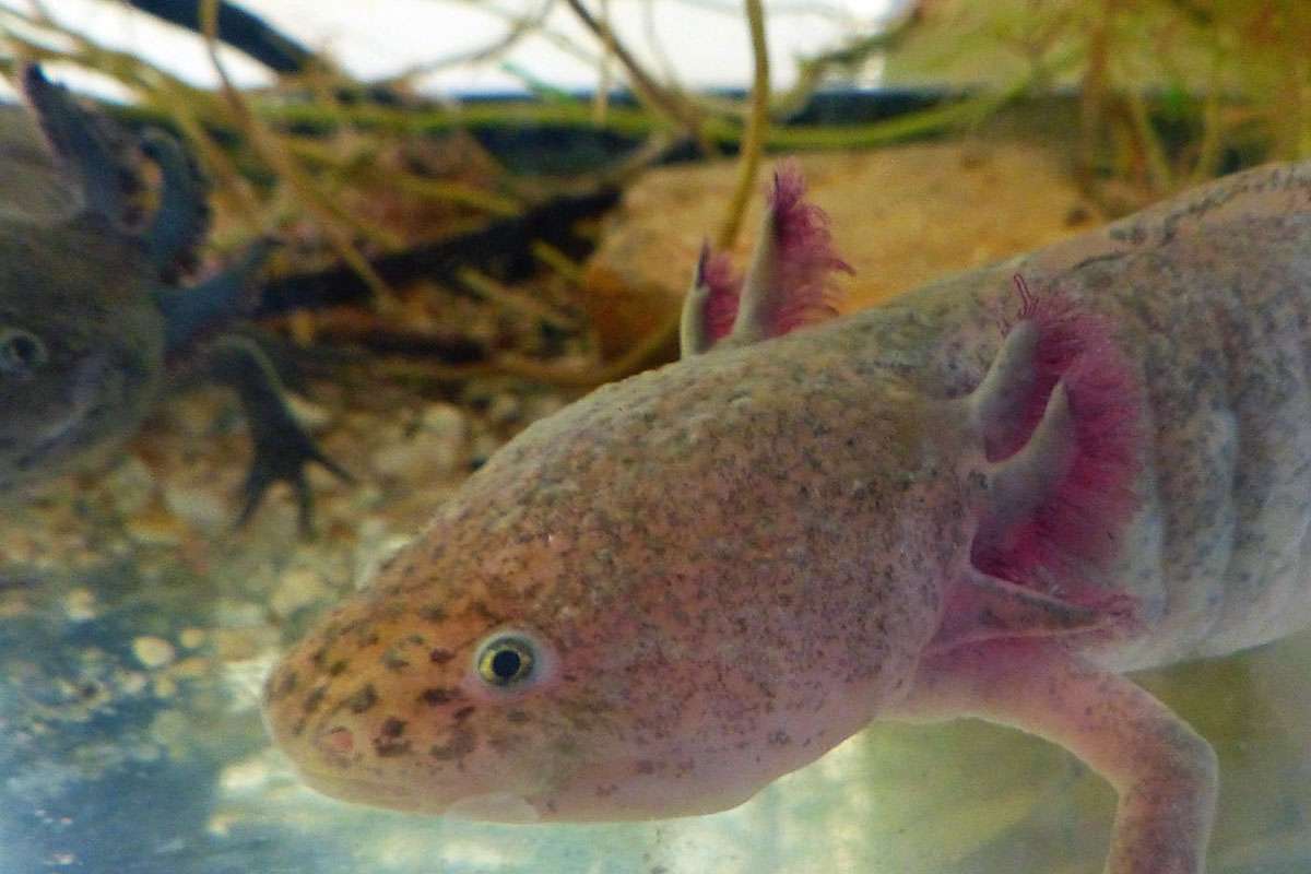 Axolotl (Ambystoma mexicanum), (c) Rainer Mönke/NABU-naturgucker.de