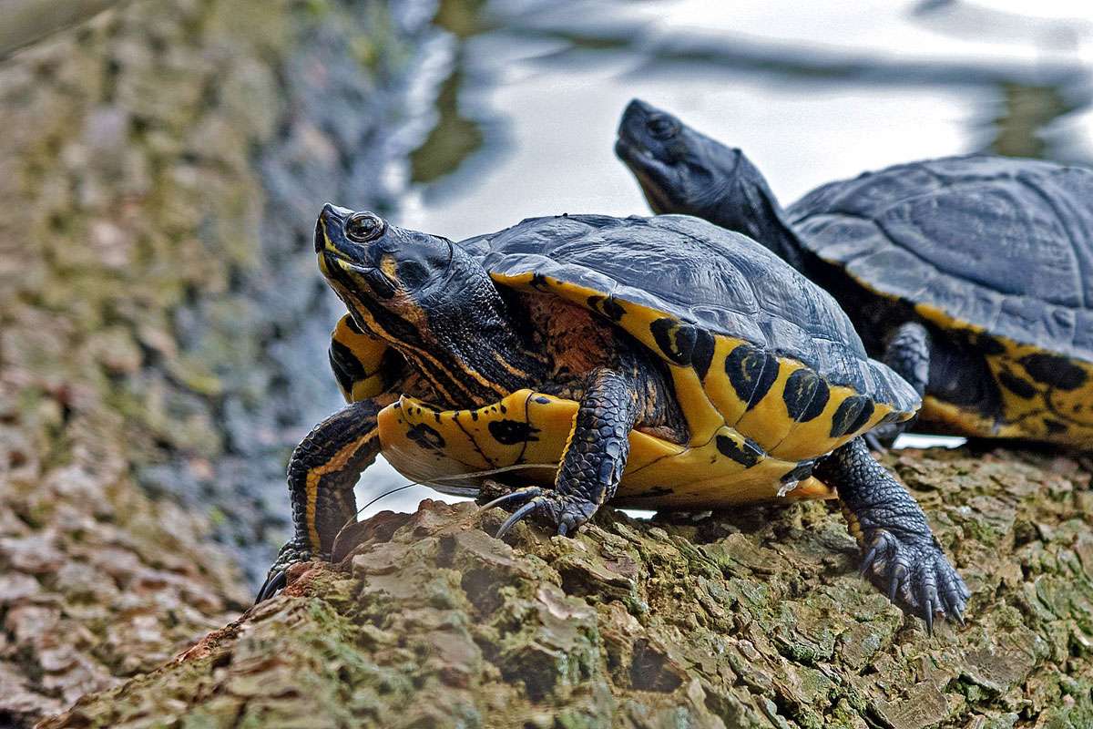 Neozoon: Gelbbauch-Schmuckschildkröte (Trachemys scripta subsp. scripta), (c) Roland Tichai/NABU-naturgucker.de