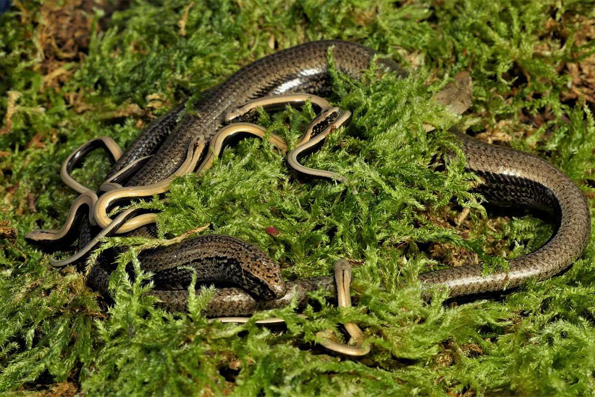 Blindschleichen (Anguis fragilis) kurz nach der Geburt, (c) Herbert Stern/NABU-naturgucker.de
