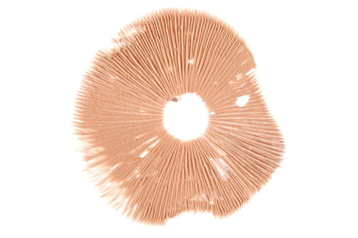 Sporenabdruck eines Lamellenpilzes, (c) Dr. Rita Lüder