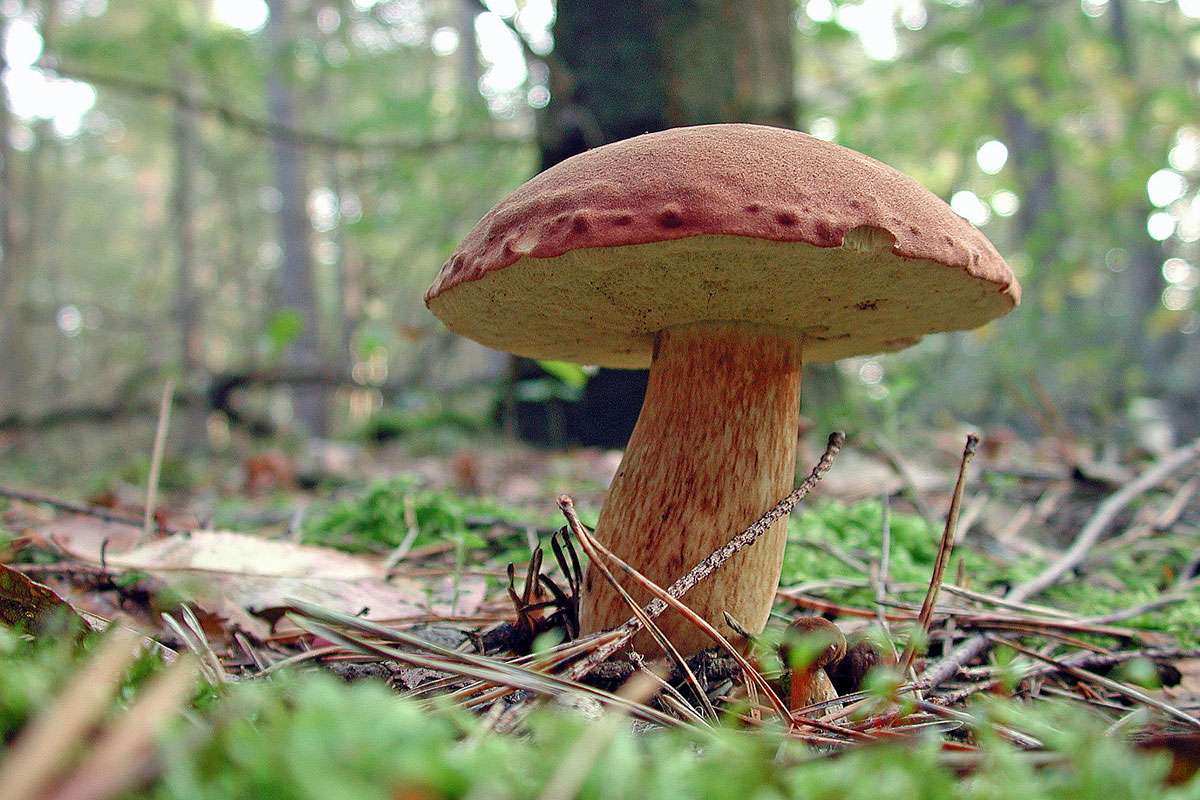Maronen-Röhrling (Imleria badia), (c) Jan Wennekendonk/NABU-naturgucker.de