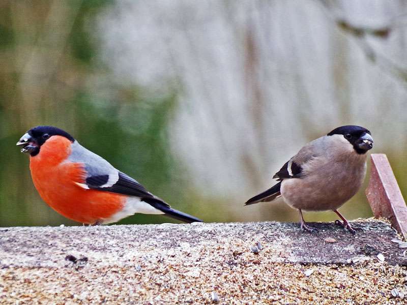 Geschlechtsdimorphismus beim Gimpel (Pyrrhula pyrrhula), (c) Werner Knoth/NABU-naturgucker.de