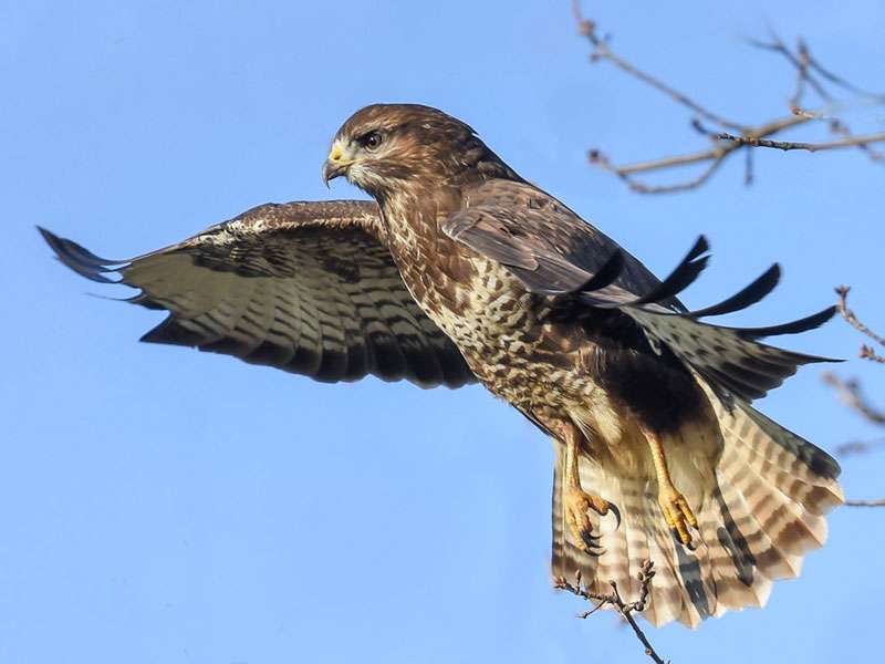 Mäusebussard (Buteo buteo), (c) Axel Aßmann/NABU-naturgucker.de