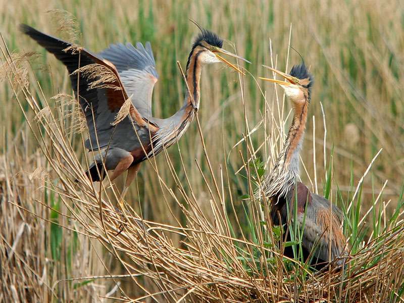 Purpurreiher (Ardea purpurea), (c) Harald Bott/NABU-naturgucker.de