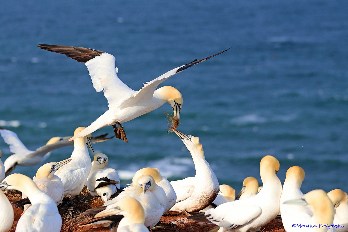 Basstölpel im Mai 2022 auf Helgoland, (c) Monika Podgorski/NABU-naturgucker.de