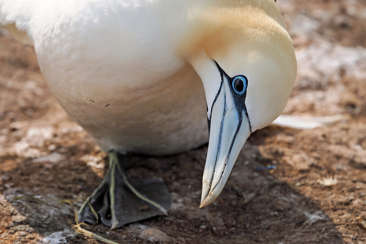 Basstölpel mit schwarzem Auge im Mai 2023 auf Helgoland, (c) Sabine Frey/NABU-naturgucker.de