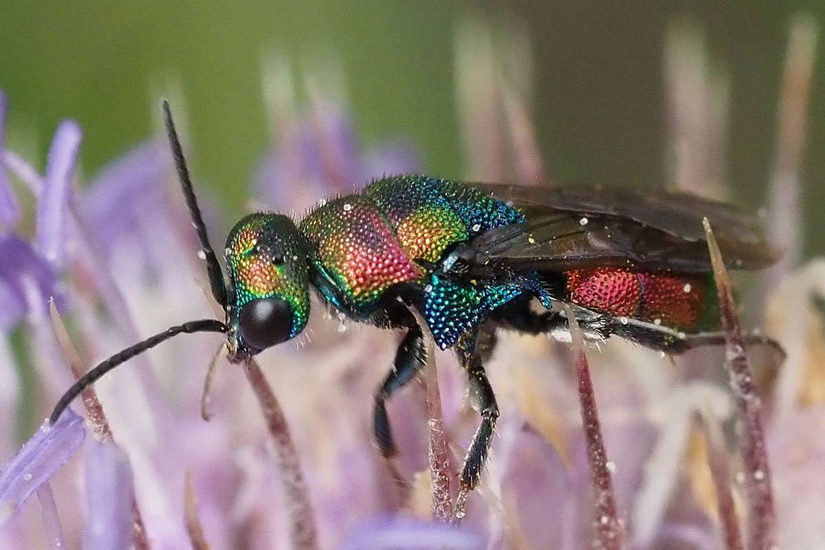 Bienenwolf-Goldwespe (Hedychrum rutilans), (c) Jörg Sedl/NABU-naturgucker.de
