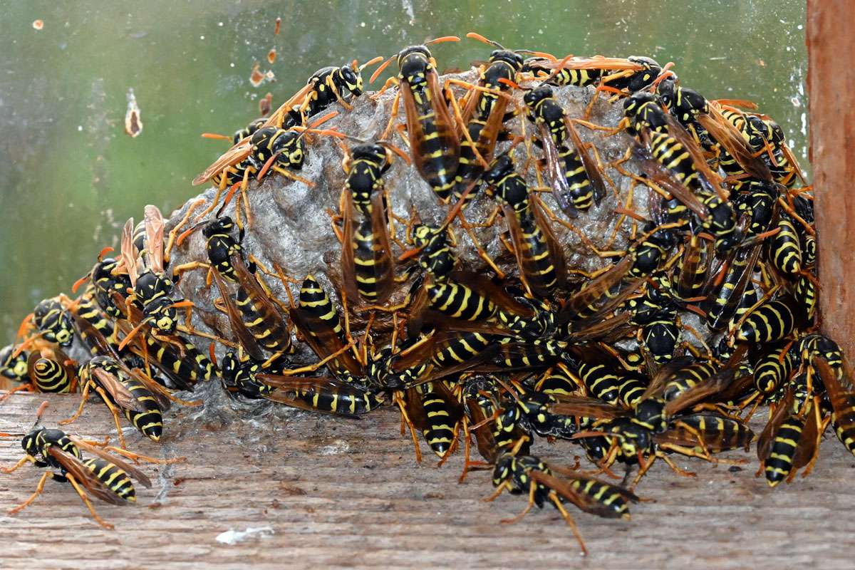 Haus-Feldwespen (Polistes dominula), (c) Hans Schwarting/NABU-naturgucker.de