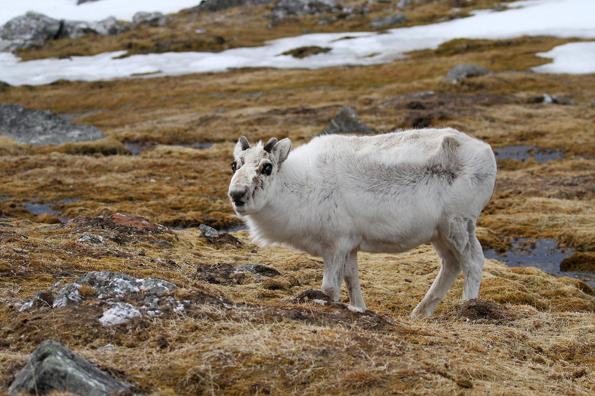Rentier in Norwegen, (c) Nadine Röhnert/NABU-naturgucker.de