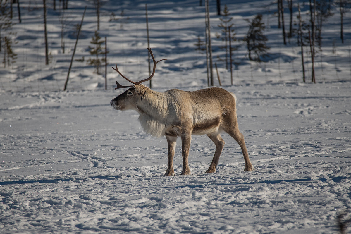 Rentier in Schweden, (c) Werner Heinrichs/NABU-naturgucker.de