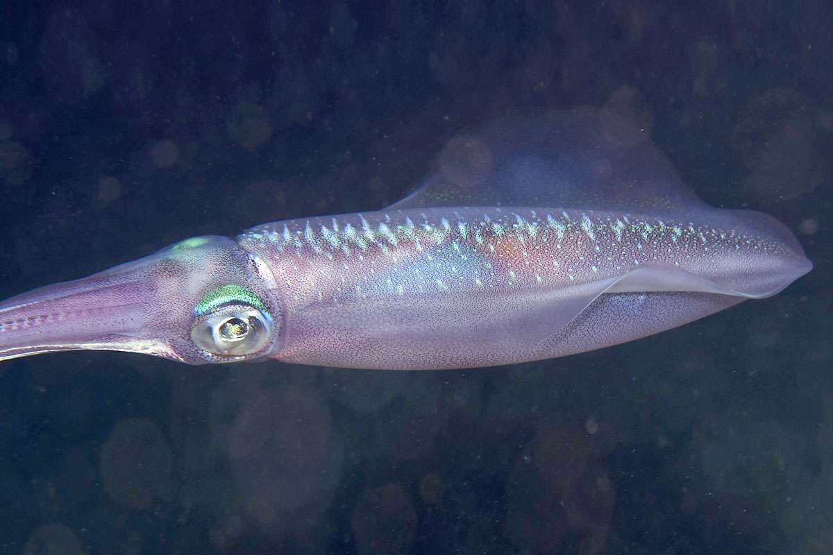 Auch ein Weichtier: Großflossen-Riffkalmar (Sepioteuthis lessoniana), (c) Michael Schmid/NABU-naturgucker.de