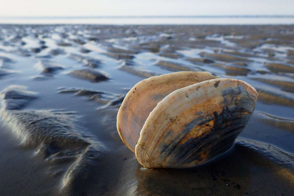 Schale einer Sandklaffmuschel (Mya arenaria), (c) Nadine Röhnert/NABU-naturgucker.de