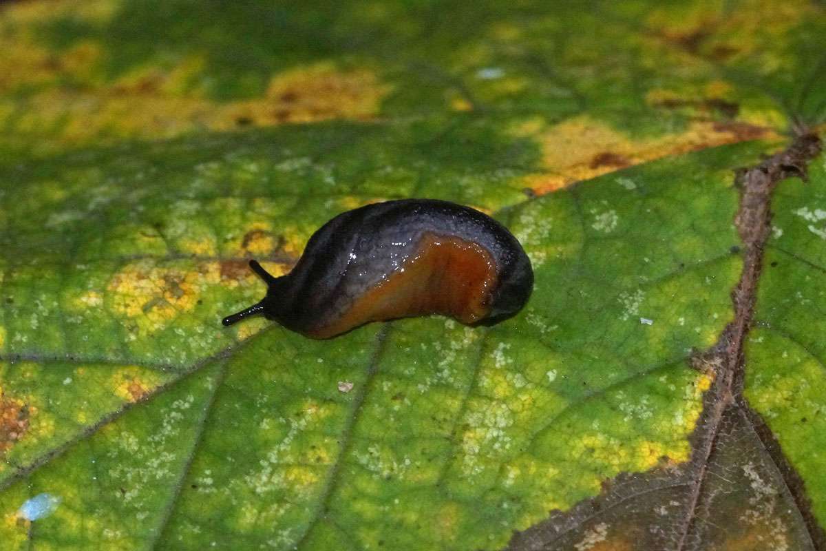 Blick auf die Fußsohle einer Wegschnecke (Arion hortensis/distinctus), (c) Gaby Schulemann-Maier/NABU-naturgucker.de