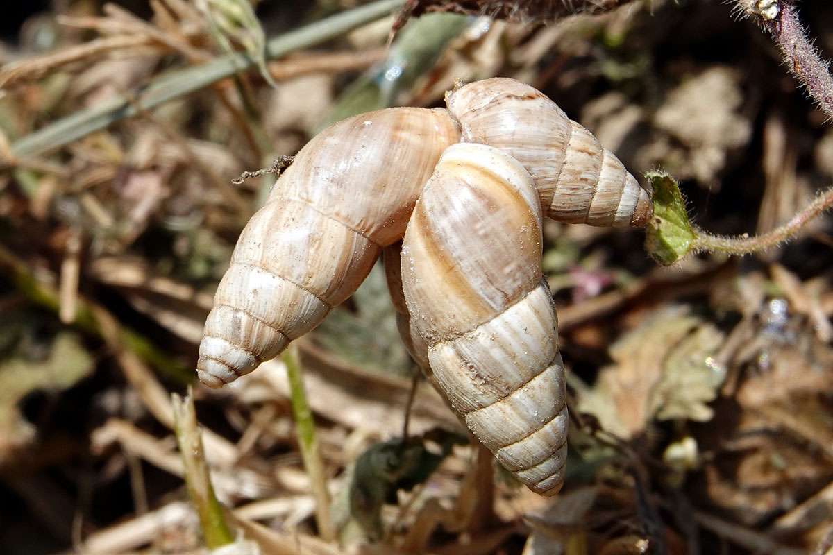 Drei Große Vielfraßschnecken (Zebrina detrita), (c) Jens Winter/NABU-naturgucker.de